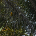 juvenile-and-male-hooded-oriole-parent-in-garden-2012-07-11-IMG 2213