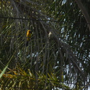 juvenile-and-male-hooded-oriole-parent-in-garden-2012-07-11-IMG 2213