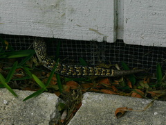 large-lizard-nr-house-Elgaria-multicarinata-2008-05-20-img 7172