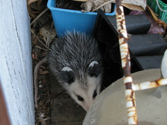 opossum-babies-2009-05-14-IMG 2785