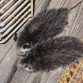 opossum-babies-2009-05-14-IMG 2789