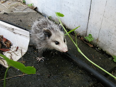 opossum-babies-2009-05-14-IMG 2799