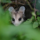 opossum-baby-1