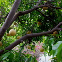 our-grapefruit-tree-Moorpark-2017-03-22-IMG 7686