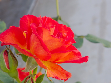peace-type-rose-garden-2015-04-08-IMG 4847