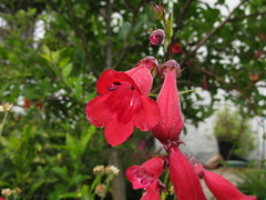 penstemon-red-in-garden-2008-07-13-IMG 0232