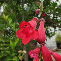 penstemon-red-in-garden-2008-07-13-IMG 0232