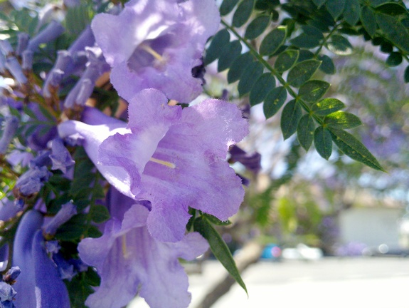 purple-flowered-Pawlonia-Bignoniaceae-Ventura-2013-05-27 1