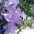 purple-flowered-Pawlonia-Bignoniaceae-Ventura-2013-05-27 1