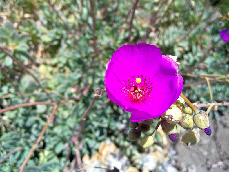 purple-flowered-succulent-Calandrina-in-garden-loc-unknown-20130527_011_1.jpg