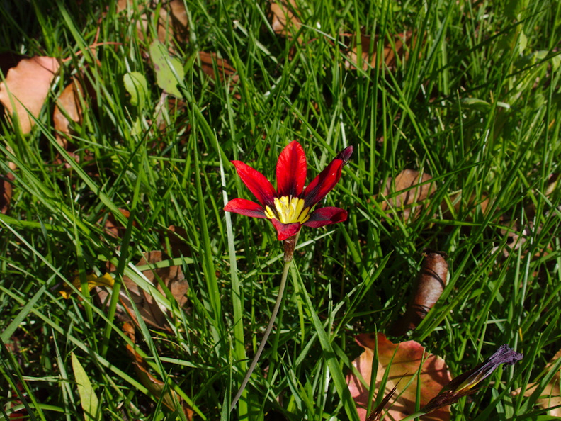 red-iridoid-Ixia-sp-in-grass-in-garden-Moorpark-2017-03-30-IMG_8055.jpg