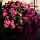 reddish-hydrangea-shrub-2012-06-22-IMG 2140