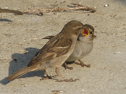 sparrow-feeding-chick-2008-07-17-img 0307