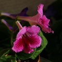 streptocarpus-pink-brocade-img 5570