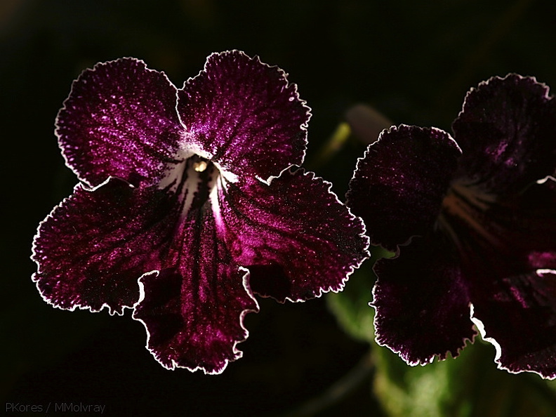 streptocarpus-purple-white-edge-2007-12-13-img_5725.jpg