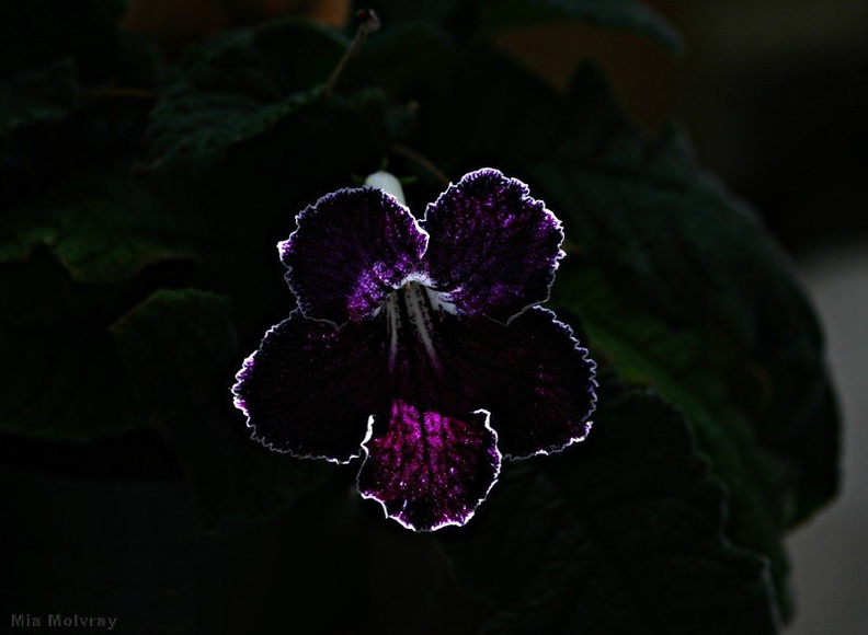 streptocarpus_purple_white_rim_4.jpg