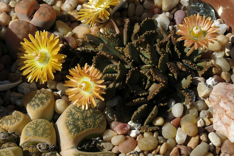 Aloinopsis-malherbei-giant-jewel-plant-copper-colored-flowers-garden-2013-03-09-IMG_0270.jpg