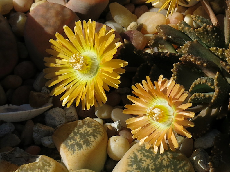 Aloinopsis-malherbei-giant-jewel-plant-copper-colored-flowers-garden-2013-03-09-IMG_0270_v2.jpg
