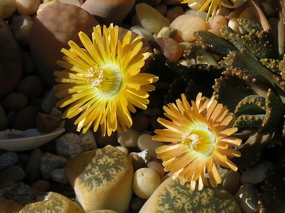Aloinopsis-malherbei-giant-jewel-plant-copper-colored-flowers-garden-2013-03-09-IMG 0270 v2