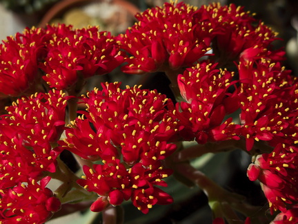 Crassula-falcata-brilliant-red-flowers-propeller-plant-2010-09-29-IMG 6499