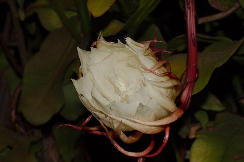 Epiphyllum-oxypetalum-nightblooming-Cereus-orchid-cactus-2014-06-21-IMG_0172.jpg