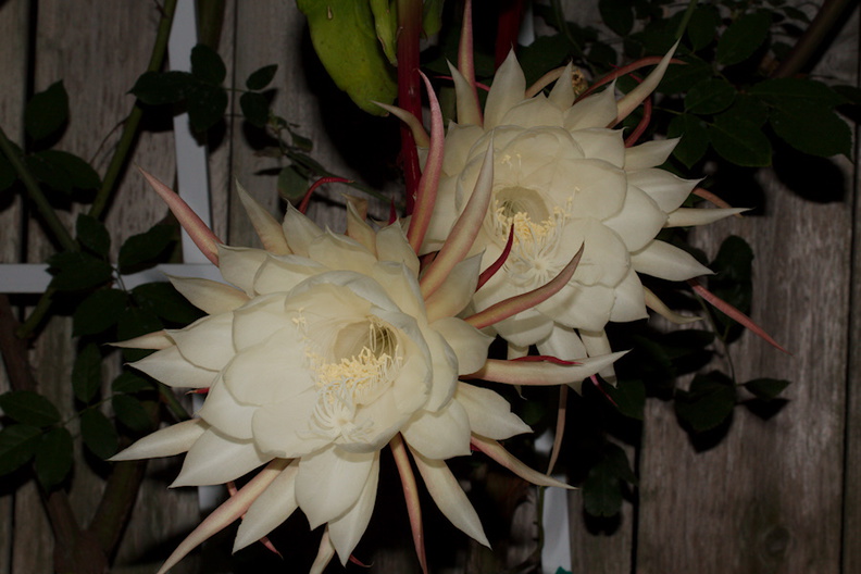 Epiphyllum-oxypetalum-nightblooming-Cereus-orchid-cactus-2014-06-21-IMG_0177.jpg