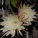 Epiphyllum-oxypetalum-nightblooming-Cereus-orchid-cactus-2014-06-21-IMG 0177