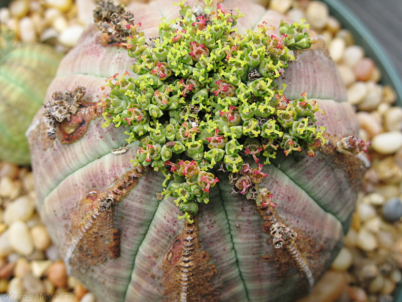 Euphorbia-obesa-flowering-2009-08-03-IMG_3252.jpg