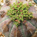 Euphorbia-obesa-flowering-2009-08-03-IMG 3252