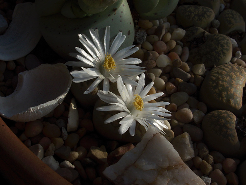 Lithops-sp-stone-plant-white-flowered-2012-12-06-IMG_2908.jpg