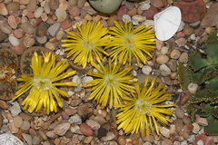 Lithops-sp-stone-plants-yellow-flowered-2012-10-27-IMG 6758 1