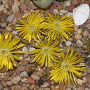 Lithops-sp-stone-plants-yellow-flowered-2012-10-27-IMG 6758 1