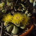Pleispilos-jade-stone-plant-yellow-flowers-2013-10-27-IMG 2988