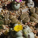 Pleispilos-jade-stone-plants-purple-and-yellow-flowers-2013-11-15-IMG 3061