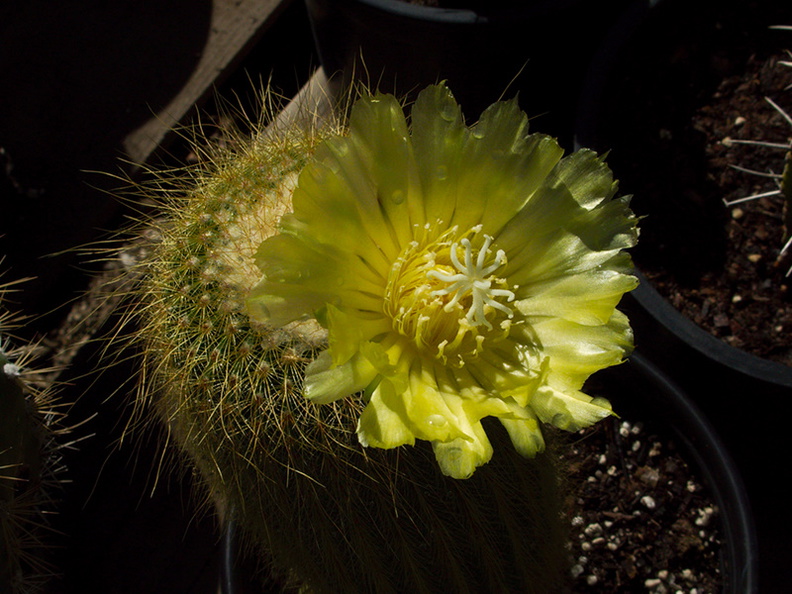 cactus-indet-lemon-yellow-flowered-Santa-Paula-shop-2009-10-23-IMG 3427
