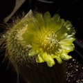 cactus-indet-lemon-yellow-flowered-Santa-Paula-shop-2009-10-23-IMG 3427