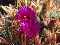 cactus-indet-magenta-flowered-Santa-Paula-shop-2009-10-23-IMG 3417