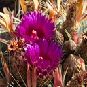 cactus-indet-magenta-flowered-Santa-Paula-shop-2009-10-23-IMG 3417