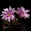 cactus-indet-pink-flowered-Santa-Paula-shop-2009-10-23-IMG 3425