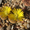 lithops-flowering-yellow-2008-10-11-IMG_1430.jpg