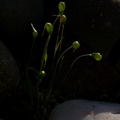 moss-sporophytes-among-Lithops-2010-02-13-CRW 8395