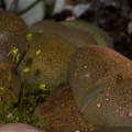 moss-sporophytes-among-Lithops-2010-02-13-CRW 8398