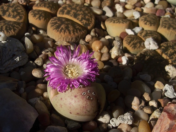 purple-flowered-pinkish-stone-plant-2012-08-30-IMG 2745