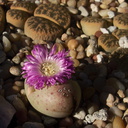 purple-flowered-pinkish-stone-plant-2012-08-30-IMG 2745