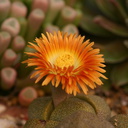 stone-plant-flowering-pleiospilos-speckled-orange-4