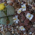 stone-plants-assorted-flowering-2010-10-28-IMG 6511