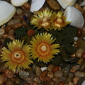 succulent-tiny-stubby-yellow-orange-1.jpg