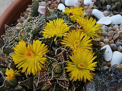 succulent-toothed-covered-in-yellow-fls-2008-10-17-IMG 1447