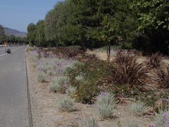 xeriscaping-roadside-Santa-Rosa-Rd-Moorpark-Camarillo-2015-04-26-IMG 4861