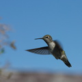 Annas-hummingbird-in-garden-2012-04-27-IMG 4706